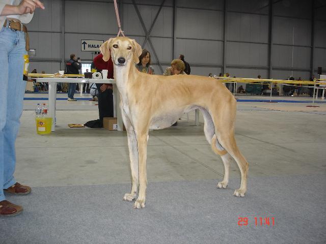 Foto: Sloughi, arabsk� chrt-Sloughi. Majitel: luciellka@centrum.cz