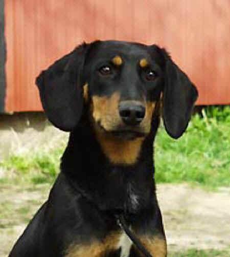 Foto: Smalandsk� honi�