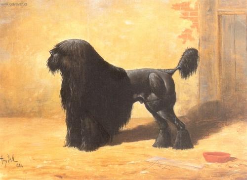 Fotky: ���rov� pudl (foto, obrazky)