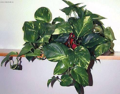 Fotky: �plhavnice, scindapsus, potos (foto, obrazky)