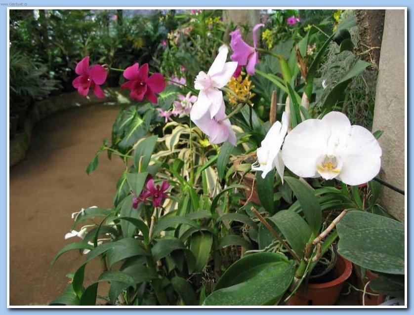 Fotky: Sr� Lanka (cestopis) (foto, obrazky)