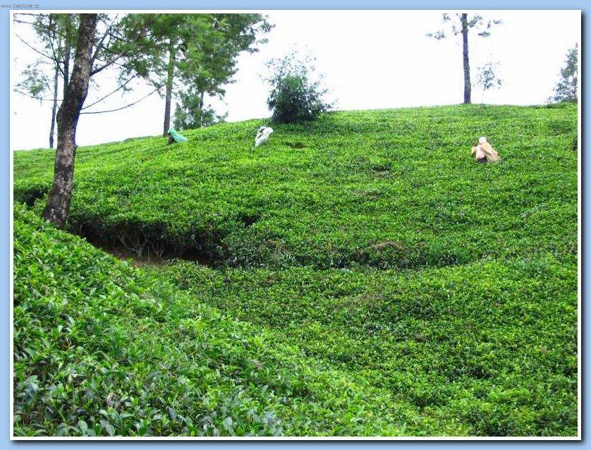 Fotky: Sr� Lanka (cestopis) (foto, obrazky)