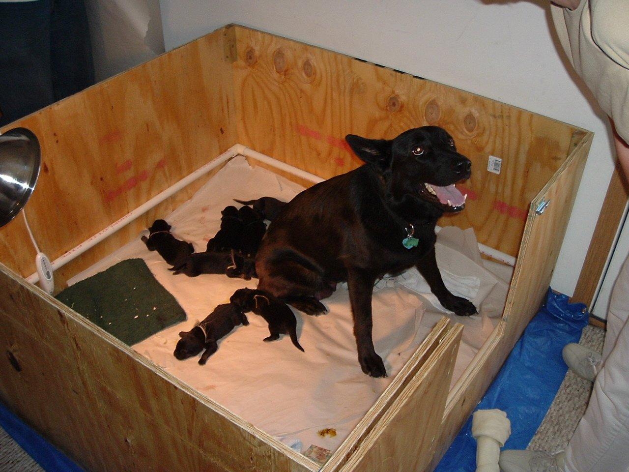 Fotky: Stanoven� optim�ln� doby kryt� fen (foto, obrazky)