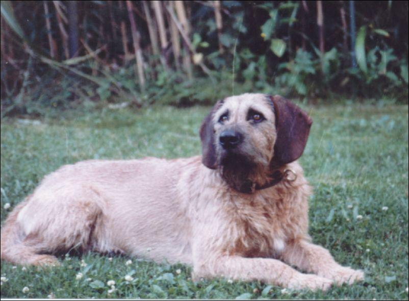 Foto: �t�rsk� brak��-Diverse Bilder. CHS: www.deutscherbrackenverein.de
