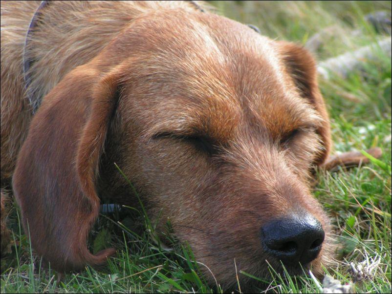 Foto: �t�rsk� brak��-Diverse Bilder. CHS: www.deutscherbrackenverein.de