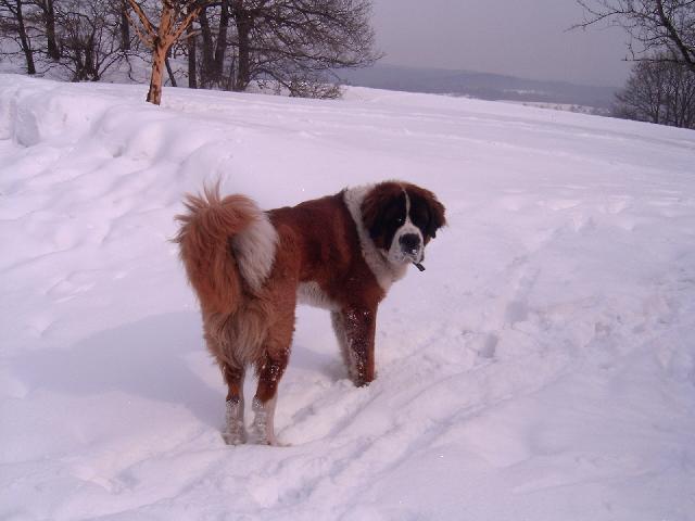 Fotky: Svatobernarsk� pes (foto, obrazky)