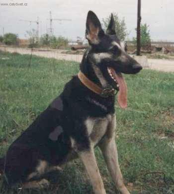 Fotky: V�chodoevropsk� ov��k (foto, obrazky)