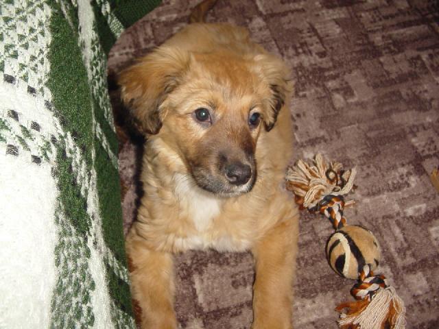 Fotky: V�chova psa (foto, obrazky)