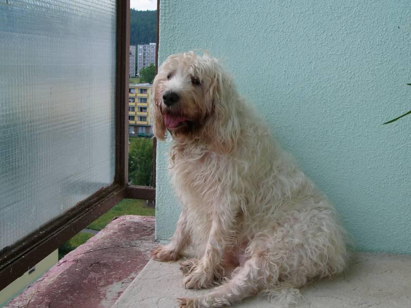 Foto: Vydra�-Majitel: Jan Pr�il