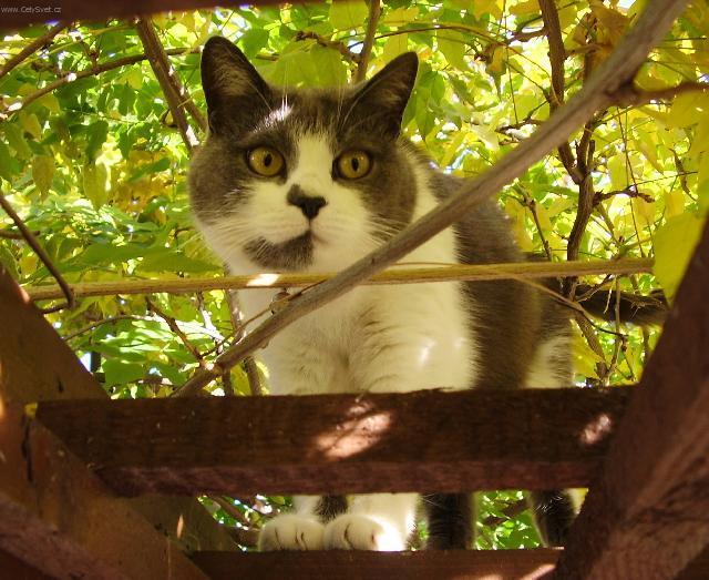 Fotky: V�stavy ko�ek (foto, obrazky)