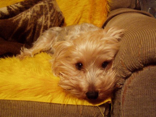 Fotky: York��rsk� terier (foto, obrazky)