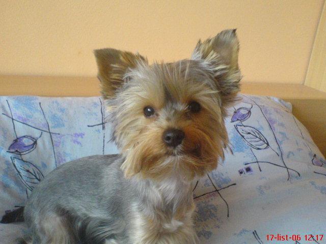 Fotky: York��rsk� terier (foto, obrazky)