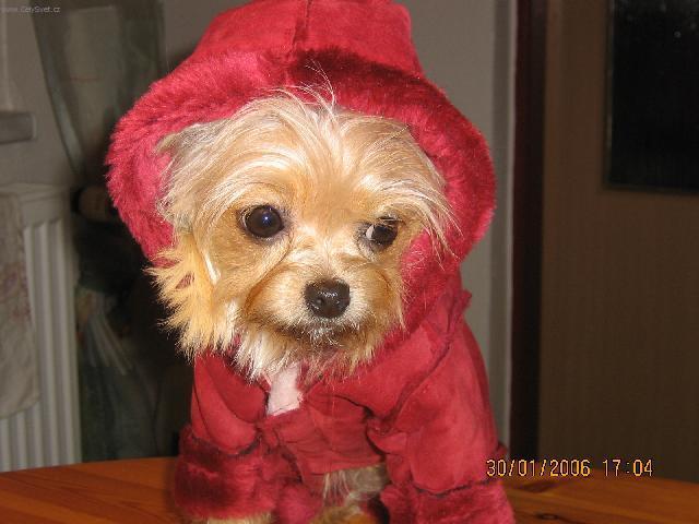 Fotky: York��rsk� terier (foto, obrazky)