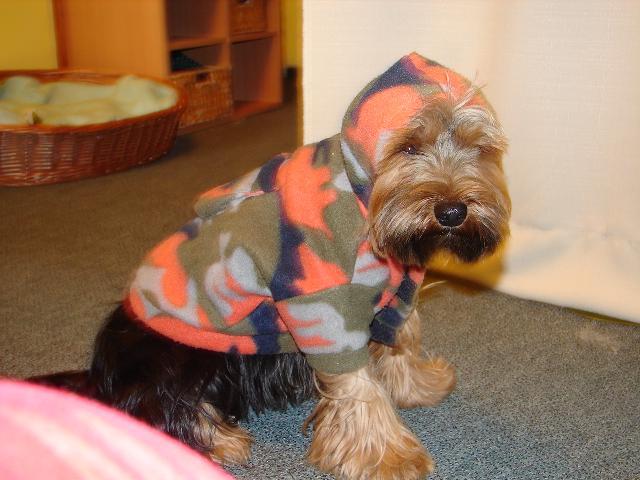 Fotky: York��rsk� terier (foto, obrazky)