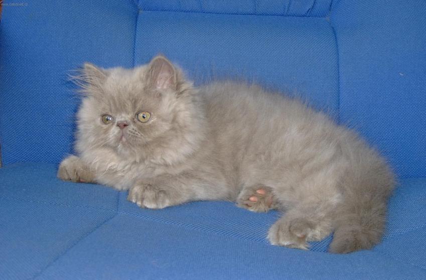 Foto: Zbarven� Torti-point