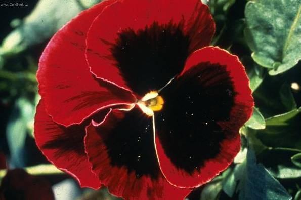 Fotky: Zebr�na, Pruhovatka (foto, obrazky)