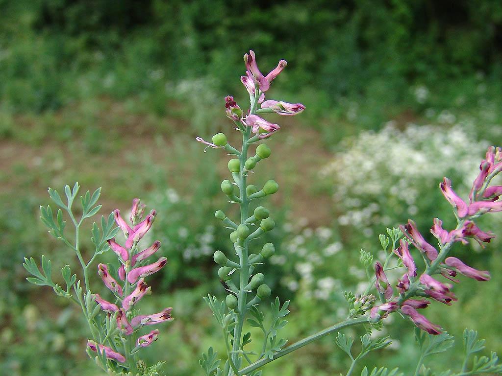 Foto: Zem�d�n L�ka�sk�