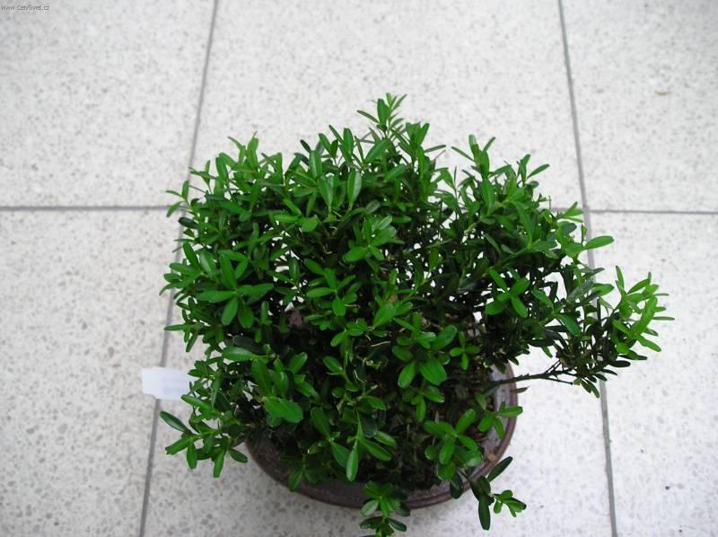 Foto: Zimostr�z-Buxus harlandii