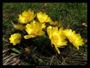 :  > Adonis jarn�, hlav��ek jarn� (Adonis vernalis)