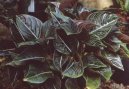 Pokojov� rostliny:  > Aglaonema (Aglaonema rotundum)