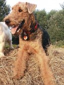 Ps� plemena:  > Airedale terier (Airedale Terrier)