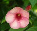 Pokojov� rostliny:  > Alamanda po�istiv� (Allamanda cathartica)