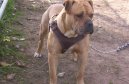 Ps� plemena:  > Alapa�sk� �istokrevn� buldok (Alapaha Blue Blood Bulldog)