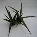 Pokojov� rostliny:  > Aloe vera (Aloe)