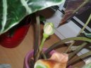 Pokojov� rostliny:  > Alok�zie (Alocasia)