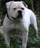 Americk� bulldog