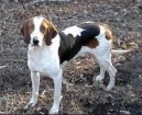 Ps� plemena: St�edn� > Americk� foxhound (American Fox Hound)
