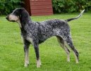 Ps� plemena: Loveck� > Americk� modr� gasko�sk� chrt (American Blue Gascon Hound)