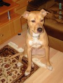 Ps� plemena: St�edn� > Americk� pitbull teri�r (American Pit Bull Terrier)
