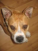 Ps� plemena: St�edn� > Americk� staford�irsk� terier (American Staffordshire Terrier)