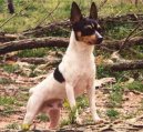 Ps� plemena: Mal� > Americk� toy-foxteri�r (American Toy Fox Terrier)