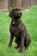 Ps� plemena: St�edn� > Americk� vodn� �pan�l (American Water Spaniel)