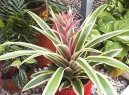Pokojov� rostliny: Poloke�e > Ananasovn�k (Ananas comosus variegatus)
