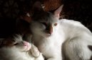 Ko�ky: Kr�tkosrst� > Anatoli (Anatolian Cat)
