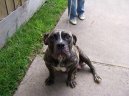 Ps� plemena: Velk� > Anglick� buldok star�ho typu (Olde English Bulldogge)