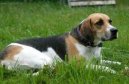 Anglick� foxhound