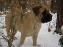 Ps� plemena: Velk� > Anglick� mastif (English Mastiff)