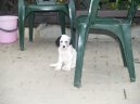 Ps� plemena: Loveck� > Anglick� setr (English setter)