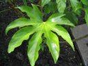 :  > Ar�lie, prodara japonsk� (Fatsia japonica)