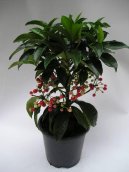 :  > Ard�sie (Ardisia)