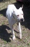 :  > Argentinsk� doga (Dogo Argentino)