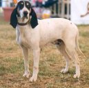 :  > Ari�geois (Ariege Hound)