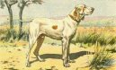 Ps� plemena: Oha�i > Ariegsk� ov��k kr�tkosrst� (Ariege Pointing Dog)