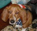 Ps� plemena: Mal� > Art�sko-normandsk� basset (Basset artesien normand)