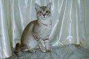 Ko�ky: Kr�tkosrst� > Asian Tabby (Asian Tabby Cat)