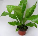 Pokojov� rostliny: Nekvetouc� > Asplenium vlasov� (Asplenium trichomanes)